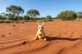 Kangaroo